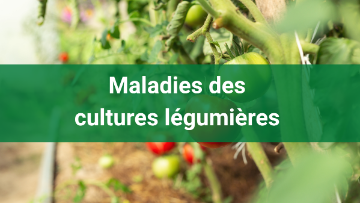 maladies des cultures légumières